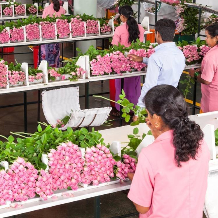 Grading and sorting for export and domestic use