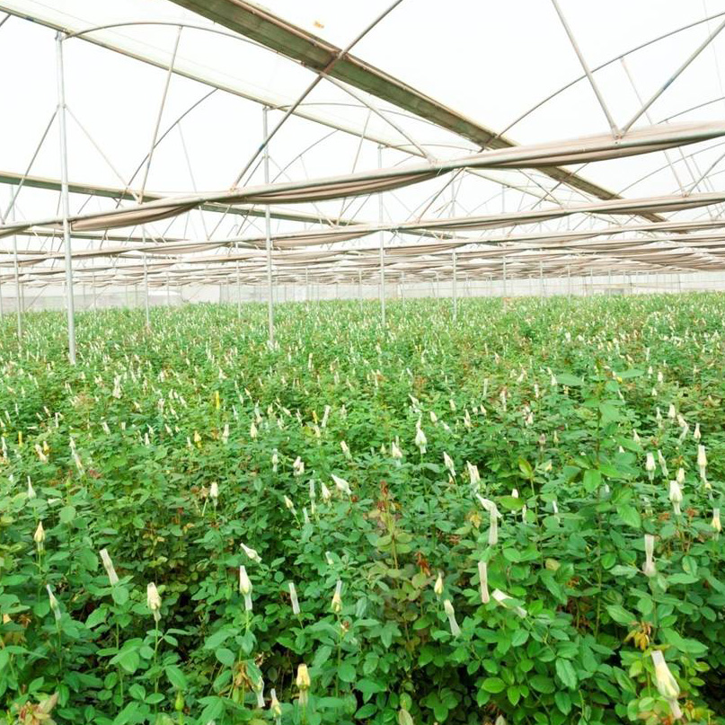 Inner view of well-maintained greenhouse