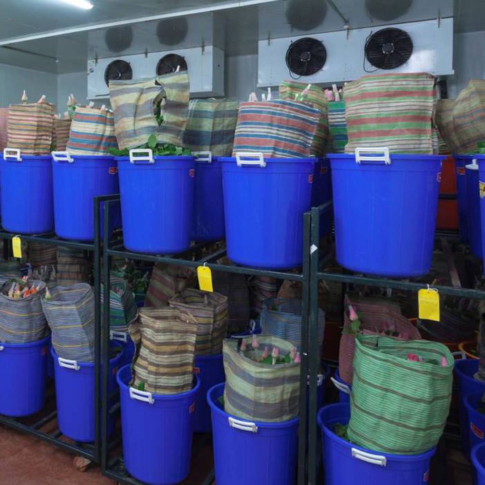Proper chilling done of harvested flowers in cold room for a minimum of 8 hours