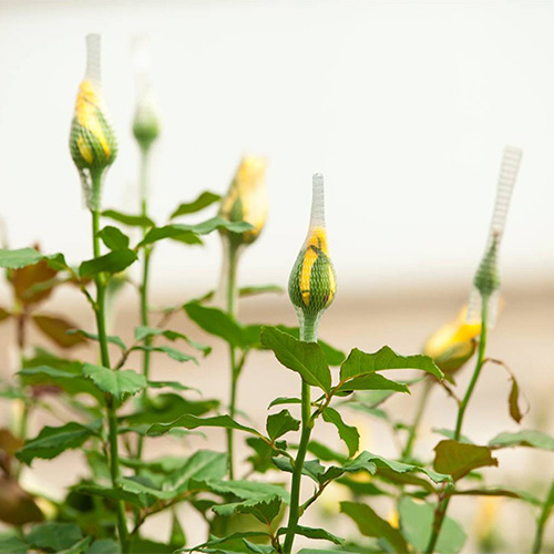 A well-established crop